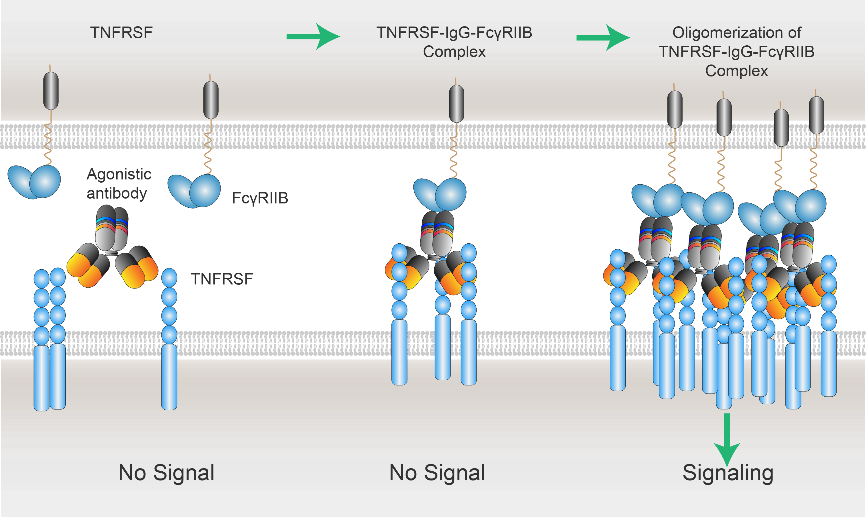 xLinkAb单抗Fab端特异性结合TNFRSF靶点，同时其Fc端选择性结合FcγRIIB，其介导促成TNFSFR-IgG-FcγRIIB复合物的集聚，从而激活TNFRSF下游信号通路，释放其生物学功能。